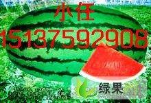 今日新疆昌吉瓜价格最新行情,新鲜瓜果价格走俏，品质瓜受热捧