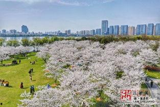 柯桥瓜渚湖樱花热门,春日浪漫赏花胜地掠影
