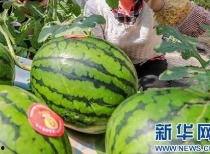 今日滕州吃瓜最新消息,揭秘本地热点事件背后的真相
