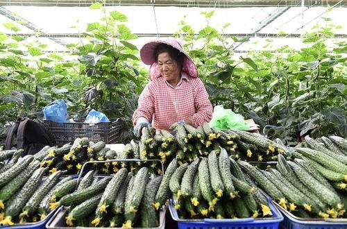 云南蔬菜今日报价小瓜,小瓜价格走俏，市场供需两旺