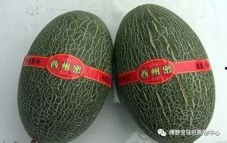 西州蜜哈密瓜今日行情,甜蜜价格波动，市场供需动态解析