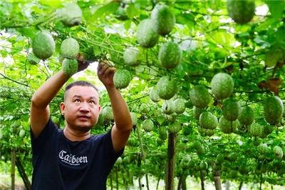 吊瓜今日行情最新消息,今日价格走势解析