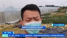 海南乐东哈密瓜今日价格,价格行情一览