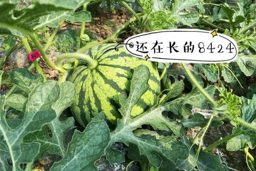 上热门吃瓜的季节,盘点那些年我们一起吃过的瓜