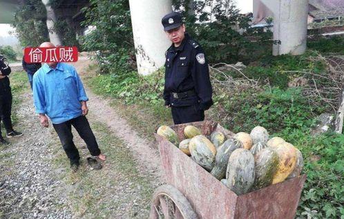 宋都蓝郡今日吃瓜事件,揭秘背后真相与网络热议