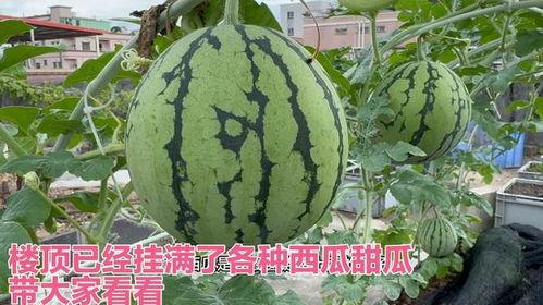 长垣吃瓜各种热门事件,揭秘热门事件背后的真相与笑料