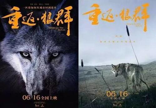 狼群电影,铁血征程，共赴生死
