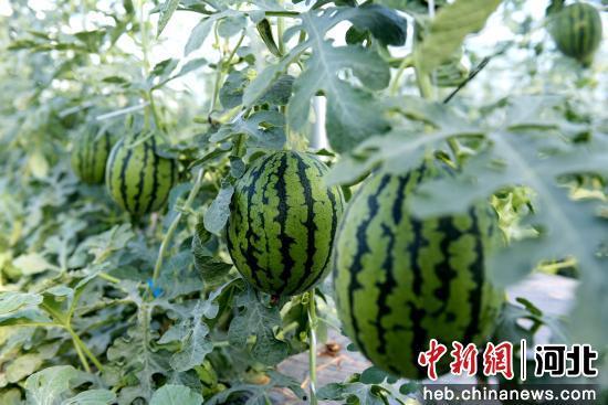 热门吊瓜,揭秘神秘吊瓜的神奇魅力