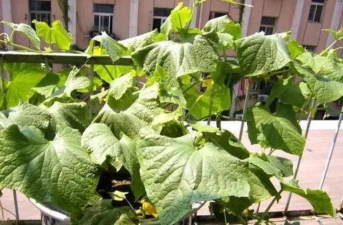 上热门漂亮的鲜瓜是什么,探寻热门榜单上的美丽佳品