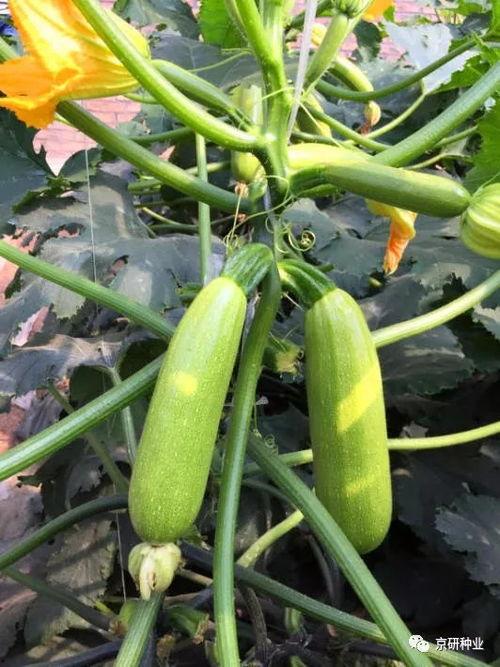 热门瓜品种推荐,解锁夏日消暑新选择