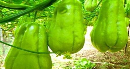 热门瓜品种推荐,解锁夏日消暑新选择