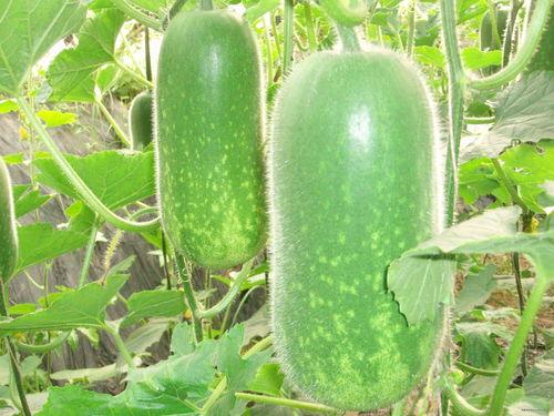 恩施热门大瓜种植基地,绿色生态农业的璀璨明珠