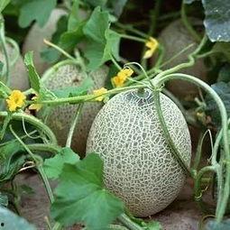 源正达哈密瓜今日价格,源正达品质保证，价格透明！”