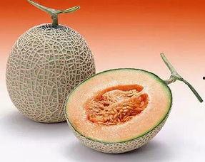 源正达哈密瓜今日价格,源正达品质保证，价格透明！”