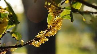 热门话题秋天桂花,探寻秋日里的芬芳使者