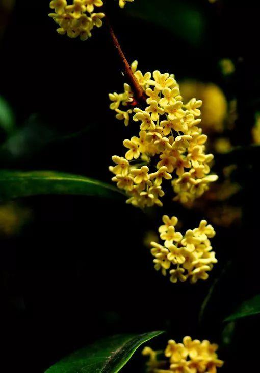 热门话题秋天桂花,探寻秋日里的芬芳使者