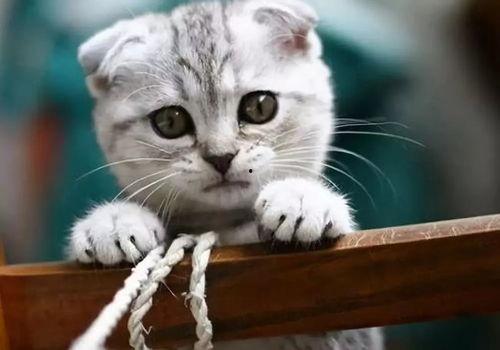 51cg热门今日吃瓜 喵小吉,喵小吉带你领略51cg今日热门吃瓜瞬间