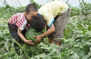 容城热门吃瓜事件视频,揭秘网络热传视频背后的真相