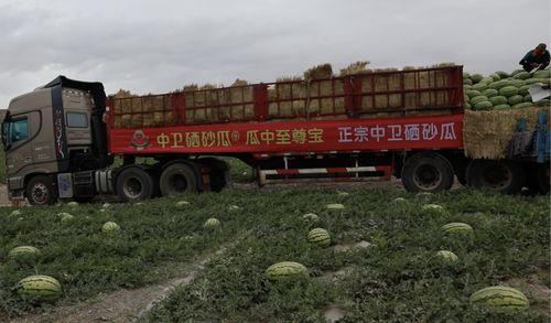 中卫硒砂瓜今日装车价格,抢眼行情解析