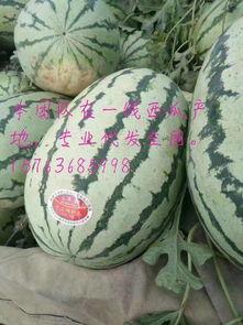 中卫硒砂瓜今日装车价格,抢眼行情解析