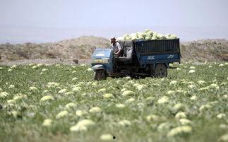 中卫硒砂瓜今日装车价格,抢眼行情解析