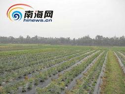 今日万宁瓜菜最新价格,新鲜蔬菜瓜果价格一览