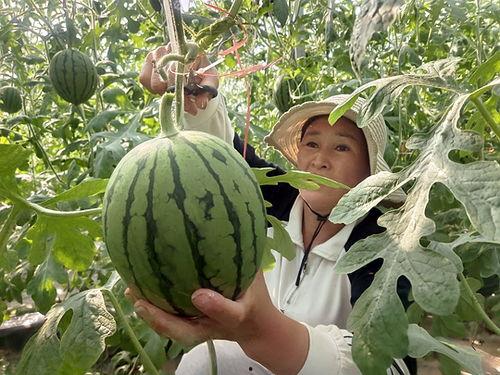 漯河小吊瓜今日价格行情,价格波动，市场供需分析”