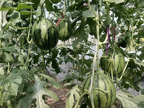 漯河小吊瓜今日价格行情,价格波动，市场供需分析”