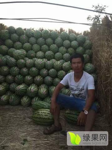 徐州硒砂瓜今日报价,价格行情一览