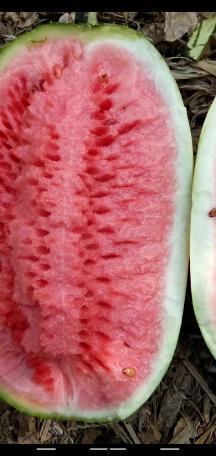 徐州硒砂瓜今日报价,价格行情一览