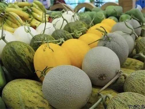 海南乐东今日哈密瓜行情,丰收季里的甜蜜价格波动