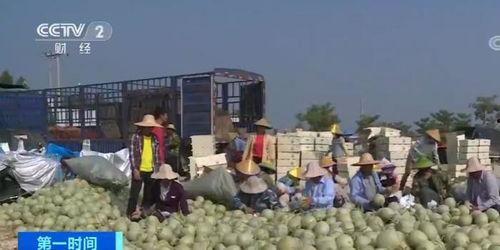 海南乐东今日哈密瓜行情,丰收季里的甜蜜价格波动