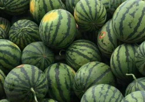 今日淇江毛瓜价格行情,今日市场动态一览”