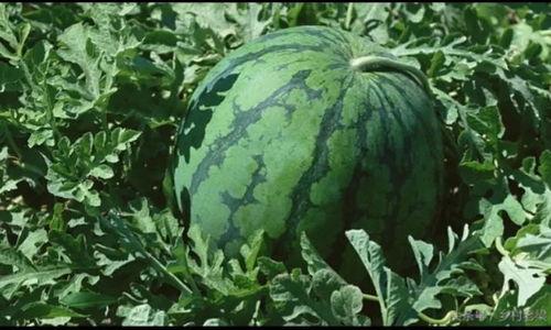 今日的瓜是什么意思啊