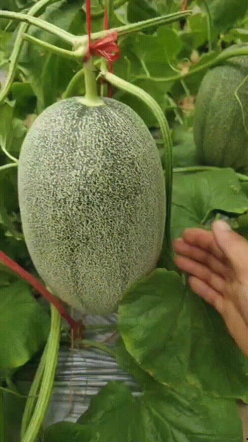 山东聊城哈密瓜今日价格,价格行情一览