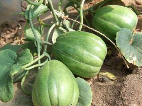 小圆瓜今日价格表最新图片,最新行情一览