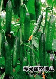 山东今日小瓜价格表图片,山东今日小瓜价格行情一览