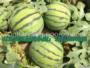 山东今日小瓜价格表图片,山东今日小瓜价格行情一览