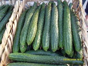 山东今日小瓜价格表图片,山东今日小瓜价格行情一览