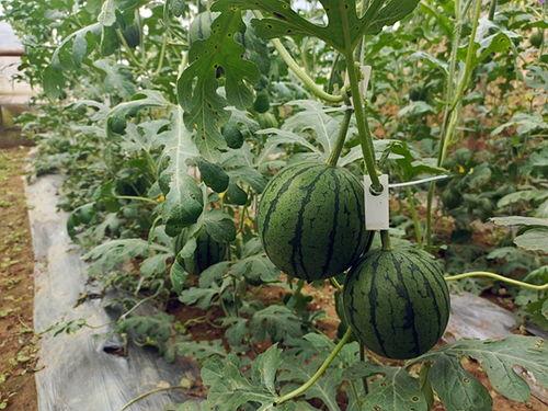 中牟吊瓜今日报价多少,行情波动，价格几何？”