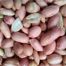 内蒙古赤峰今日角瓜价格