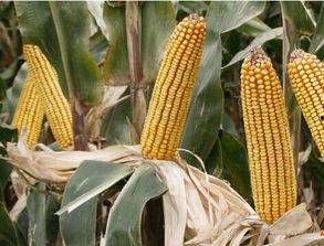 内蒙古赤峰今日角瓜价格