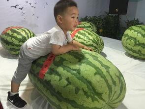 群众热门大瓜,群众热门大瓜背后的真相与反思